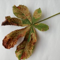 Horse Chestnut Leaf Miner